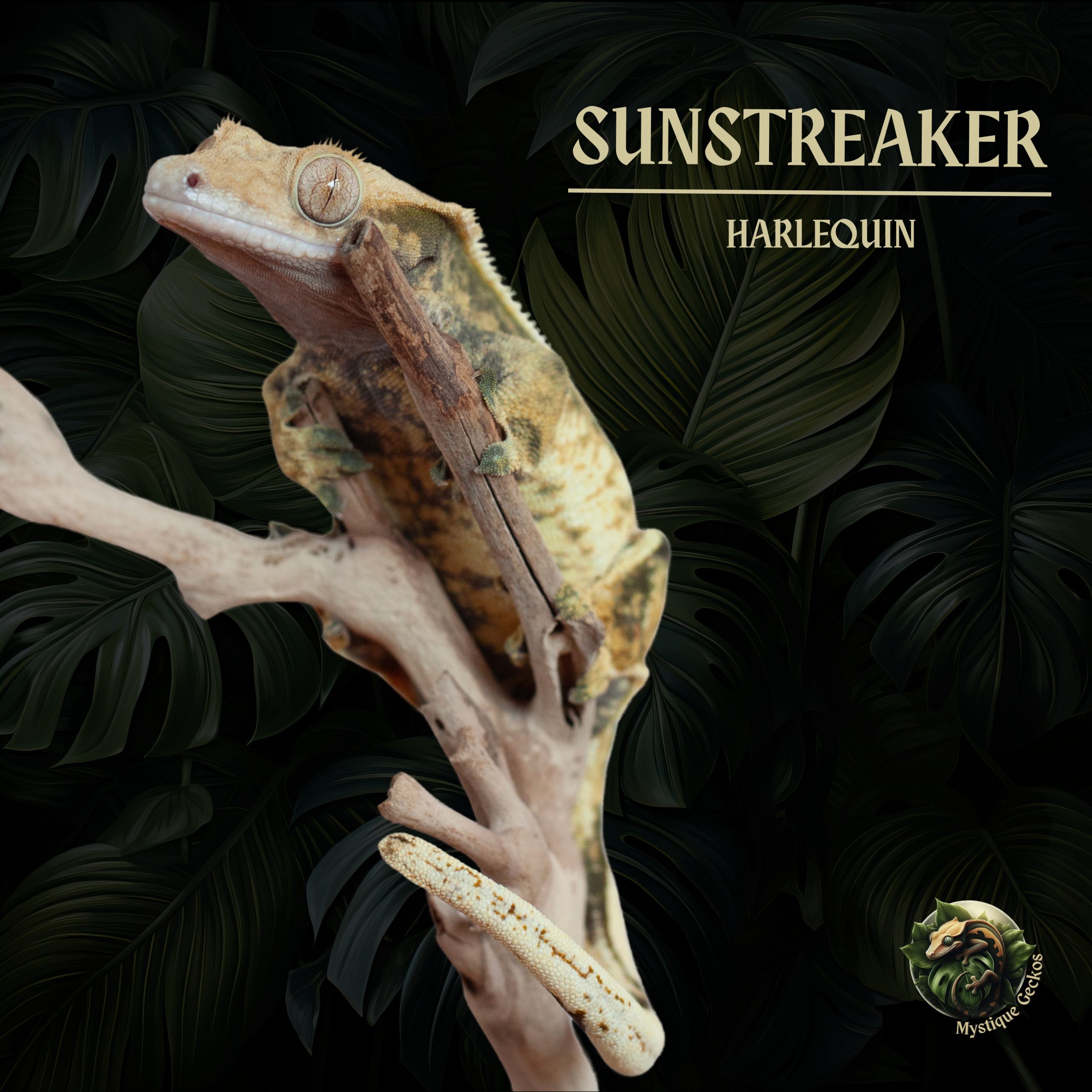 Sunstreaker Morph: Extreme Harlequin Gender: 0.1.0 (female)