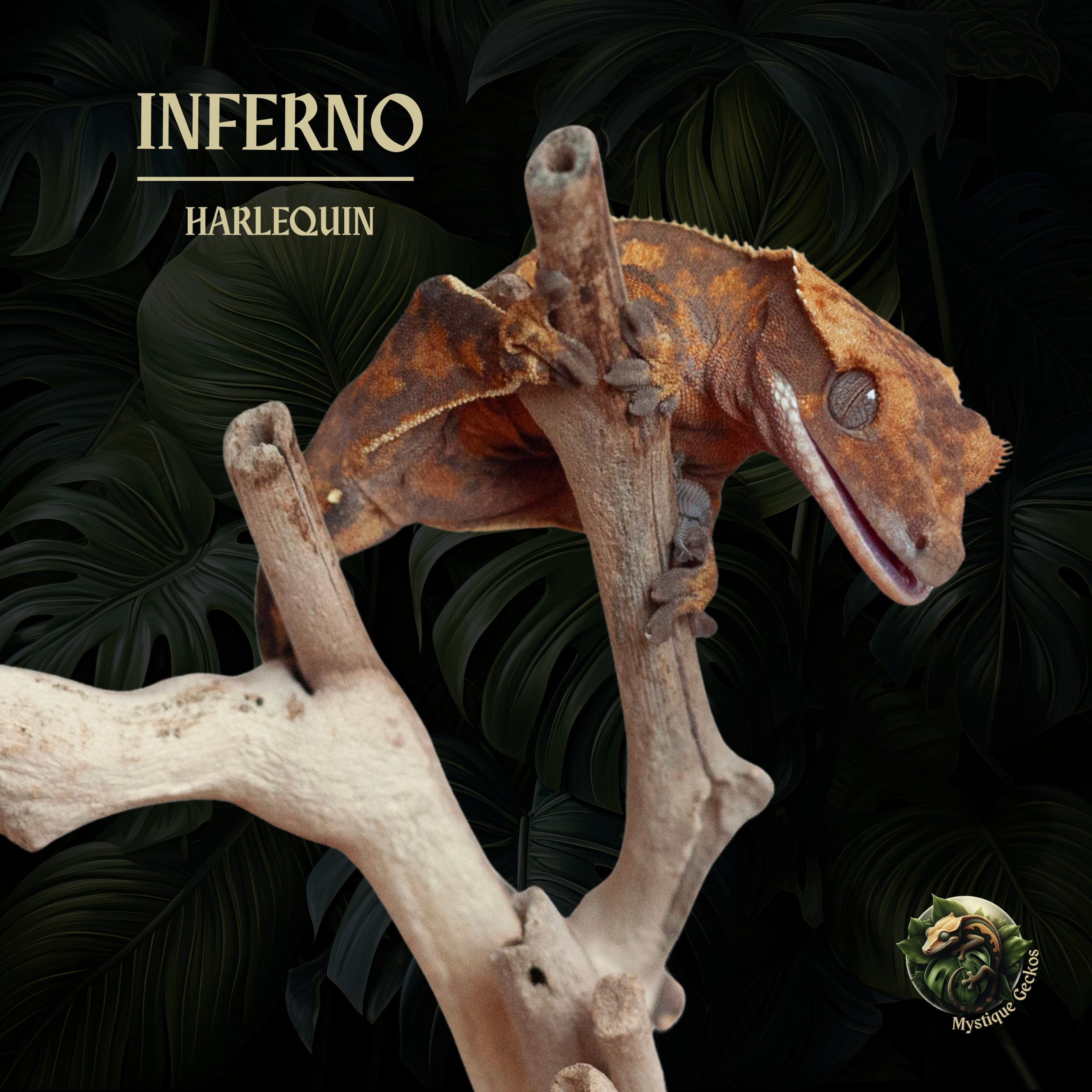 Inferno Morph: Extreme Harlequin partial pinstripe Gender: 0.1.0 (NPV)