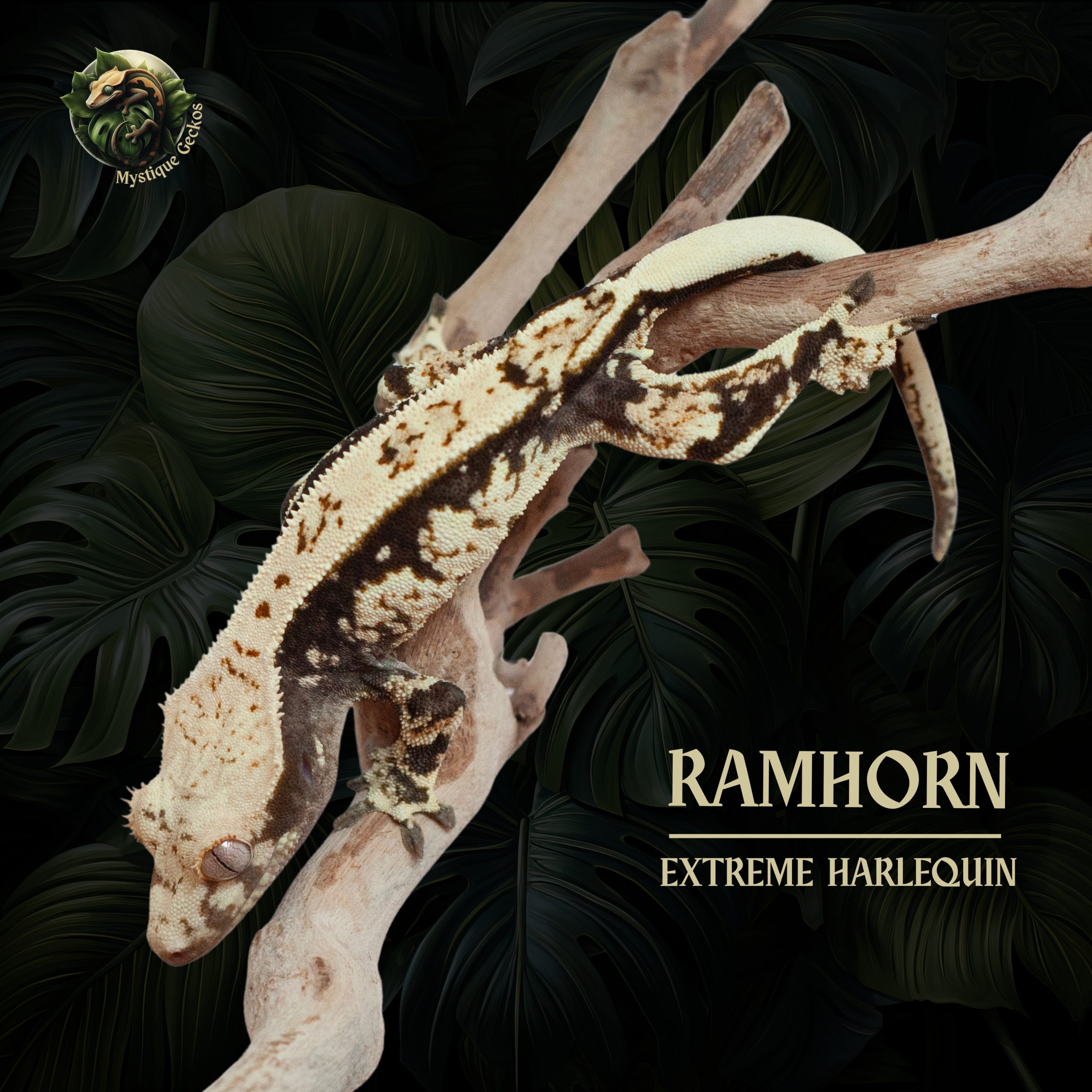 Ramhorn Morph: Extreme Harlequin B&W Gender: 1.0.0