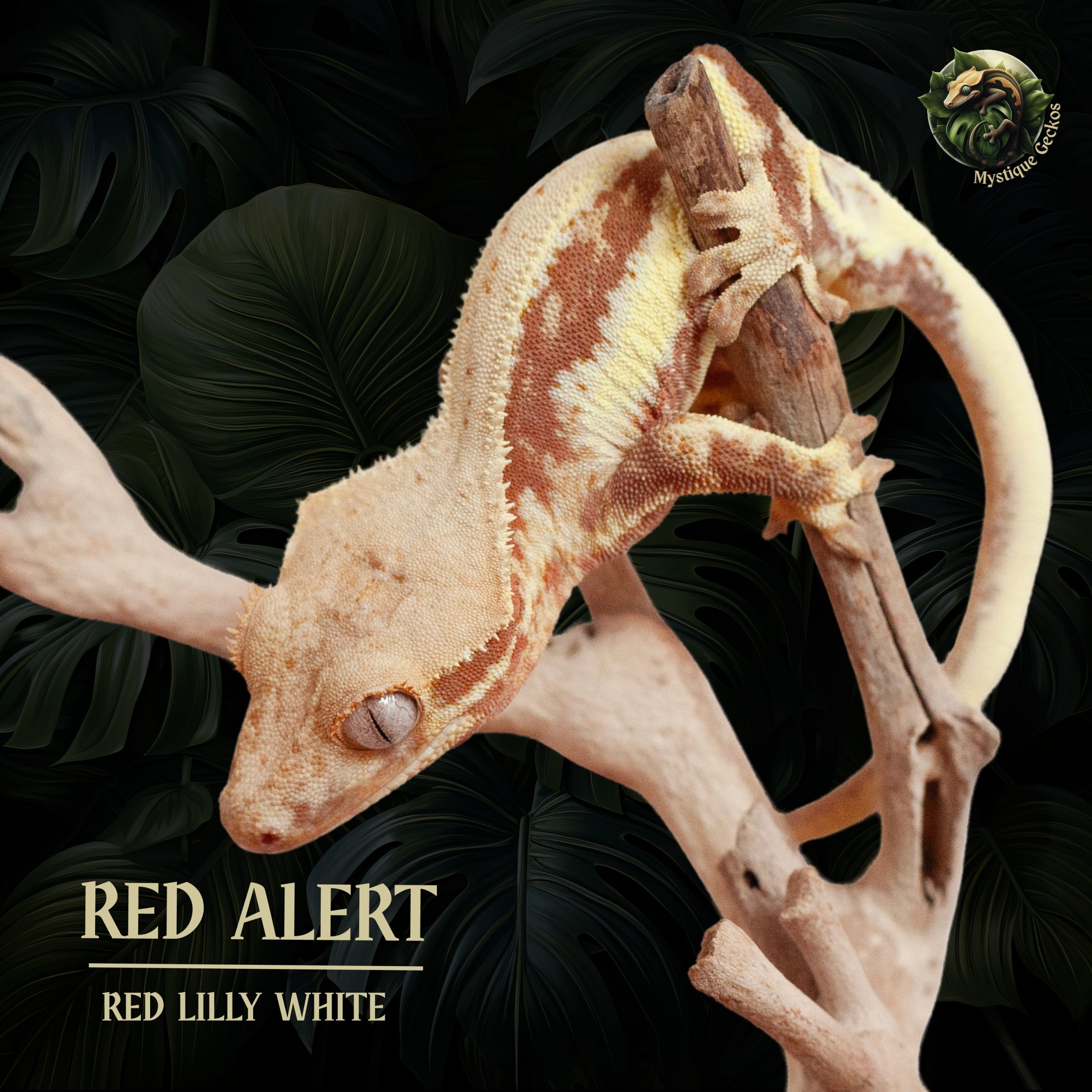 Red Alert Morph: Red Lillywhite Gender: 1.0.0 (male)