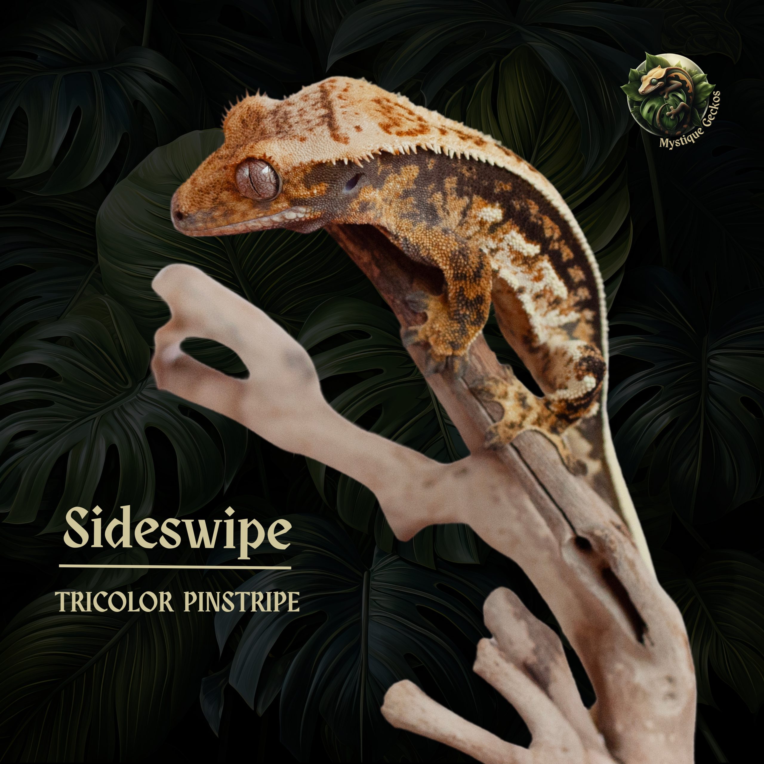 Sideswipe Morph: Tricolor / Pinstripe Gender: 1.0.0