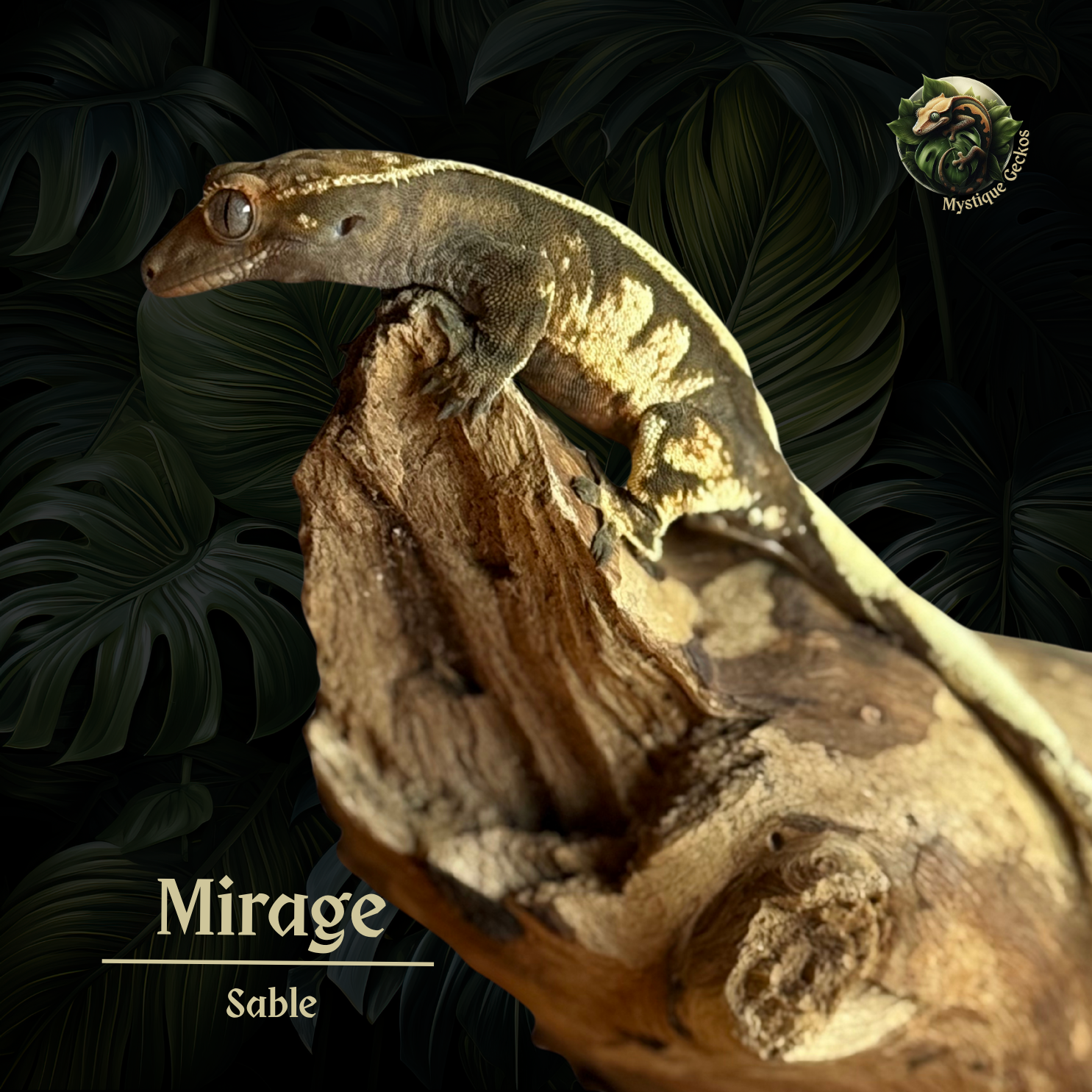 Morph: Sable Gender: 0.1.0 (female)