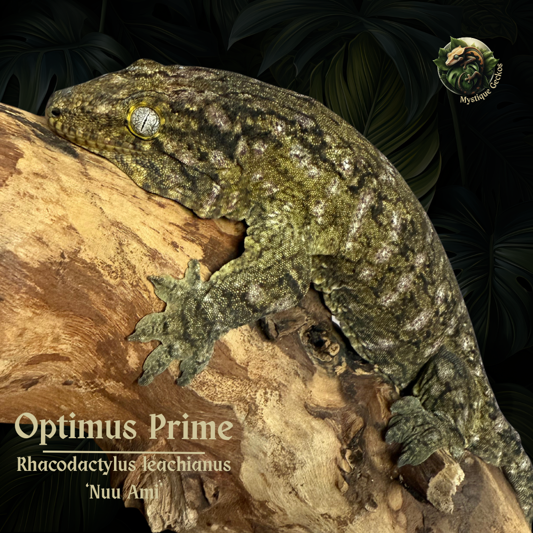 Species: Rhacodactylus leachianus 'Nuu Ami' Gender: 1.0.0 (male)