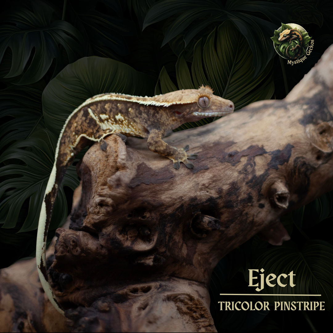 Morph: Tricolor/Pinstripe Gender: 0.1.0 (female)