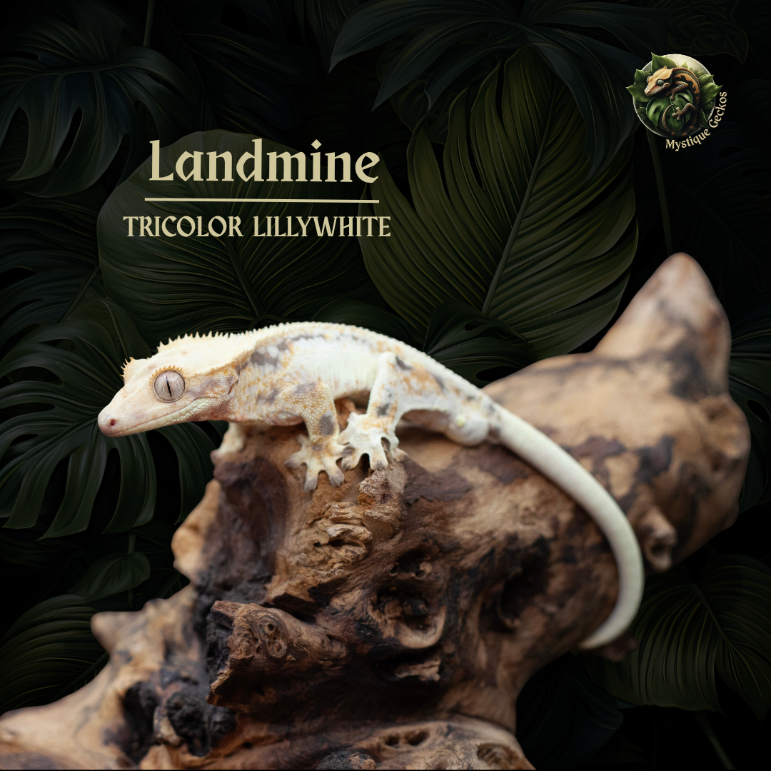 Morph: Tricolor/Lillywhite Gender: 1.0.0 (male)