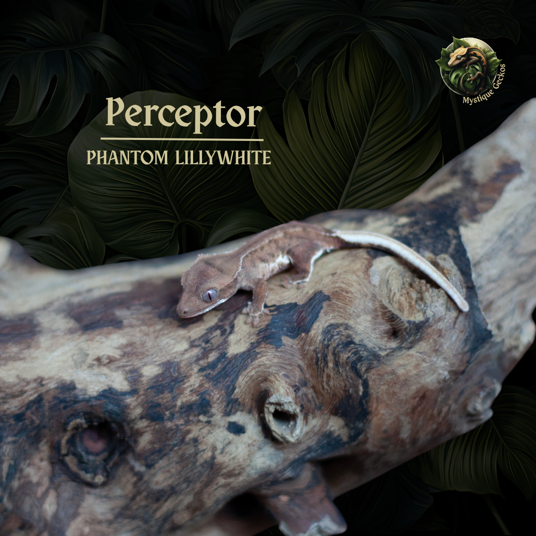 Morph: Phantom Lillywhite Gender: ?