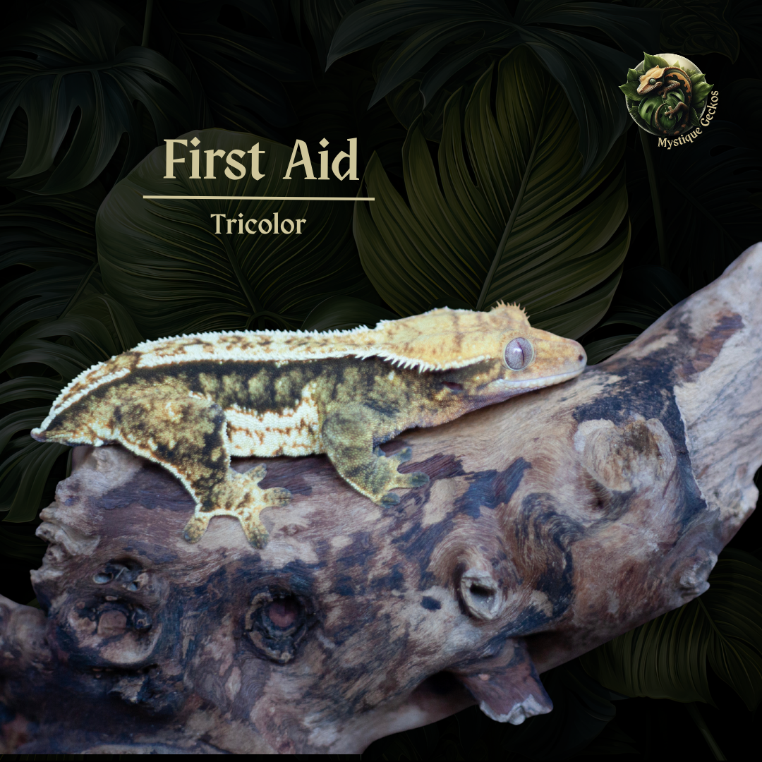 Morph: Tricolor Gender: 0.1.0 (female)