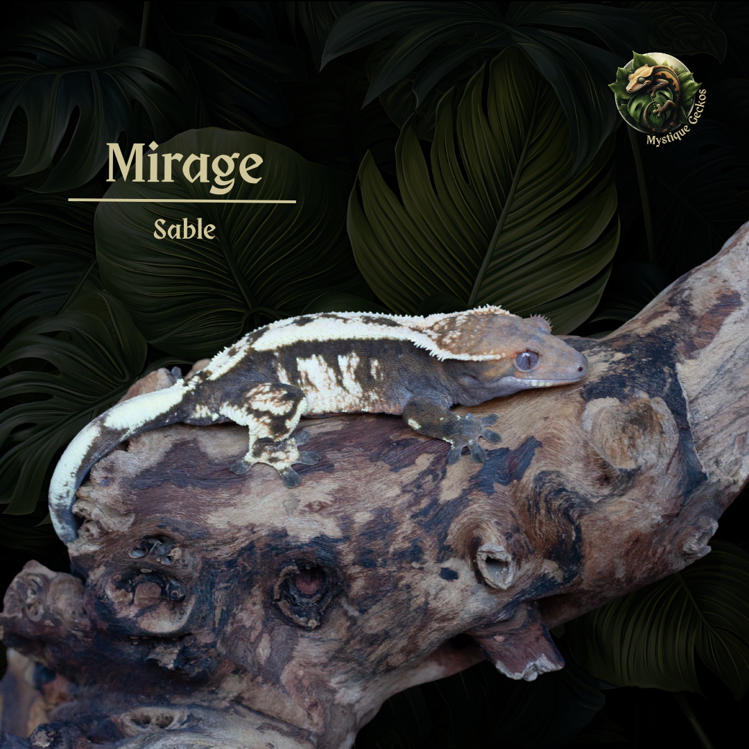 Morph: Sable Gender: 0.1.0 (female)