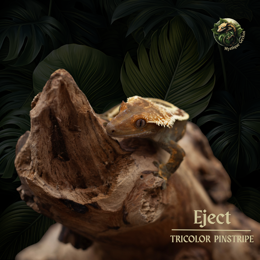 Morph: Tricolor/Pinstripe Gender: 0.1.0 (female)